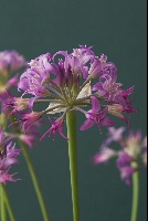 Allium acuminatum